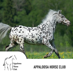 appaloosa