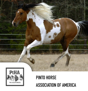 pinto