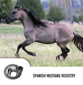 spanishmustang