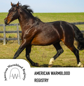 warmblood